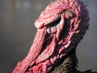 image of animal