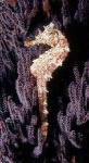 image of sea_horse