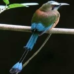 image of bird