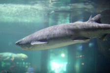 image of shark #6