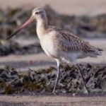 image of bird