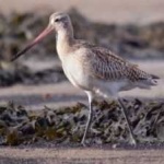 image of bar_tailed_godwit #21