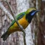 image of bird