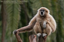 image of gibbon