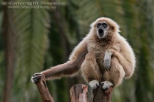 image of gibbon #9