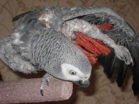 image of african_grey #34