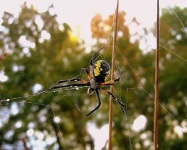 image of black_and_gold_garden_spider #8