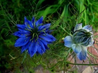 image of flower