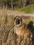 image of animal