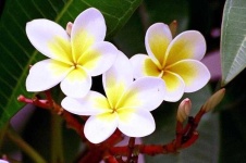 image of flower
