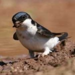 image of bird