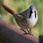 image of bird