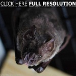 image of animal