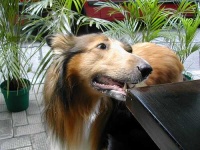 image of collie