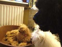 image of miniature_poodle