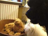 image of miniature_poodle #7