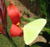 image of sulphur_butterfly #24