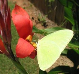 image of sulphur_butterfly