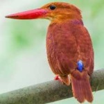 image of bird