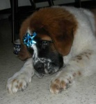 image of saint_bernard
