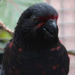 image of lory