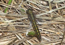 image of dragonfly