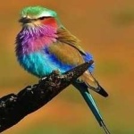 image of bird