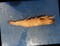 image of shrimp
