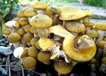image of hen_of_the_woods