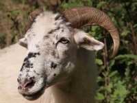 image of animal