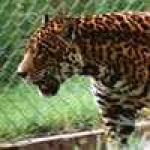 image of jaguar_car