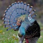 image of ocellated_turkey #17