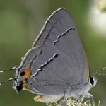 image of animal