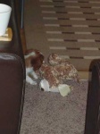 image of blenheim_spaniel