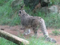 image of snow_leopard