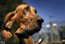 image of bloodhound