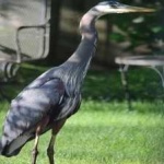 image of bird