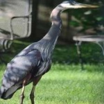 image of blue_heron #30