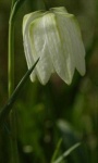 image of fritillary #11