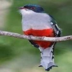image of bird