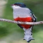 image of cuban_trogon #21