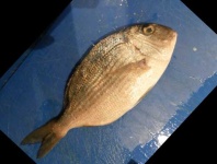 image of red_sea_bream #8