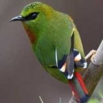image of bird