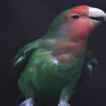 image of bird