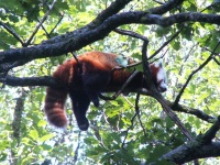 image of animal