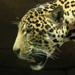 image of jaguar_car