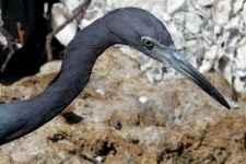 image of little_blue_heron