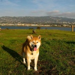 image of animal