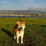 image of shiba_inu #15