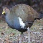 image of bird